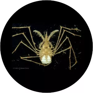 Macropodia tenuirostris