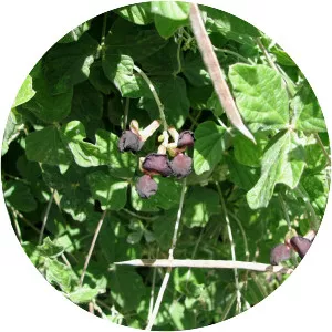 Macroptilium atropurpureum