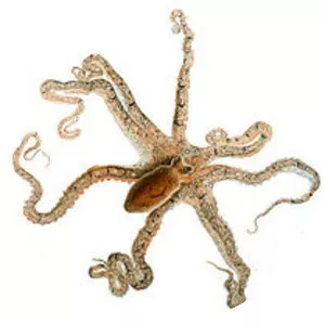 Macrotritopus defilippi