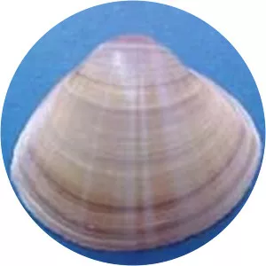 Mactra stultorum - Animal