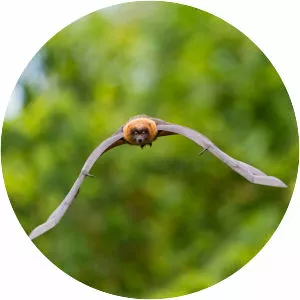 Madagascan flying fox