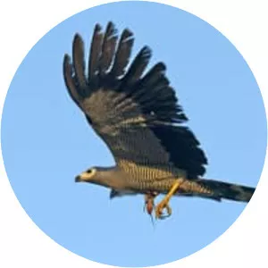 Madagascan harrier-hawk