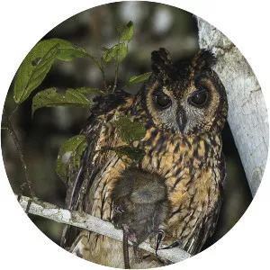 Madagascan owl
