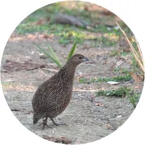 Madagascan partridge