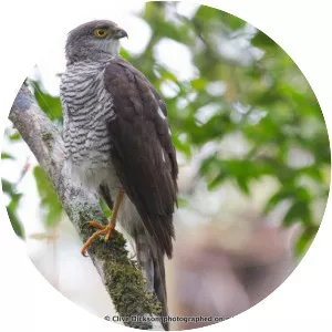 Madagascan sparrowhawk