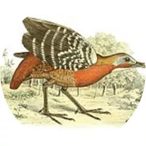 Madagascan wood rail - Bird