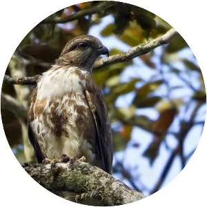 Madagascar cuckoo-hawk