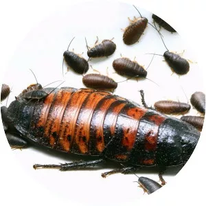Madagascar hissing cockroach