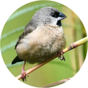 Madagascar mannikin photograph