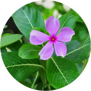 Madagascar Periwinkle