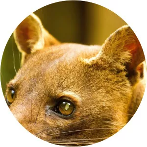 Madagascar's WeirdestSince 2020