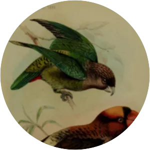 Madarasz's tiger parrot - Birds