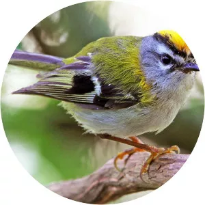 Madeira firecrest