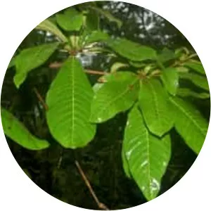 Madhuca bourdillonii