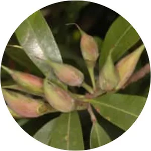 Madhuca neriifolia - Plants