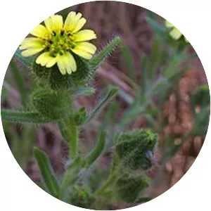 Madia gracilis - Plants