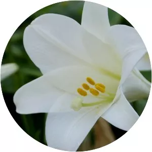 Madonna Lily
