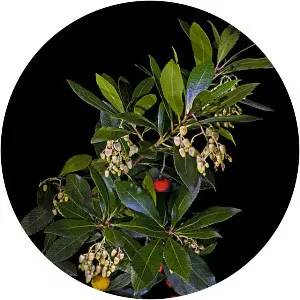 Madrones (Arbutus)