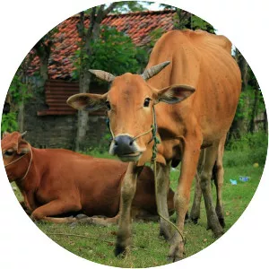 Madura cattle - Zebu cattle breed