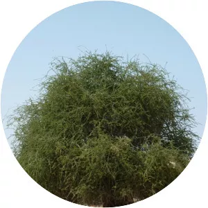 Maerua crassifolia - 