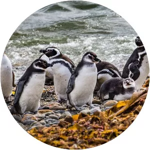 Magdalena Island, Magallanes Region