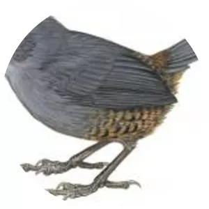Magdalena tapaculo - 