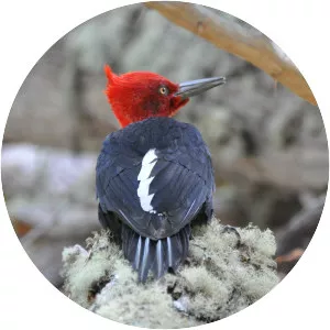Magellanic woodpecker