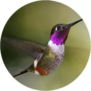 Magenta-throated woodstar - Bird