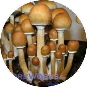 Magic mushrooms photograph
