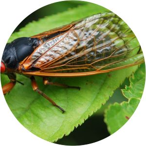 Magicicada septendecim