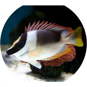 Magnificent rabbitfish