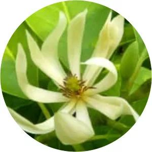 Magnolia × alba
