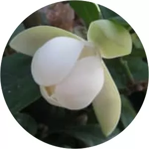 Magnolia coco - 