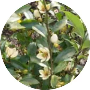 Magnolia figo - Plants