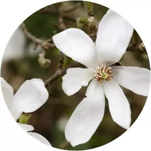 Magnolia kobus