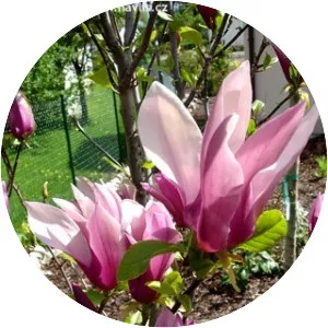 Magnolia liliiflora