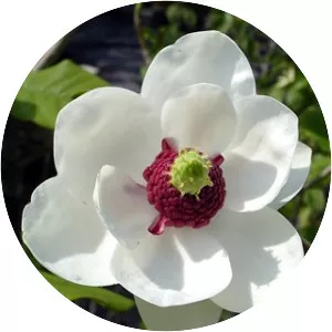 Magnolia sieboldii - Plants