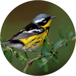 Magnolia warbler - Bird