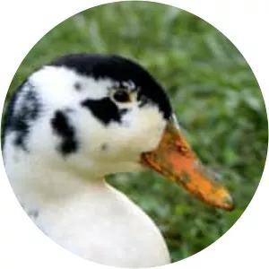 Magpie duck - Domestic duck breed