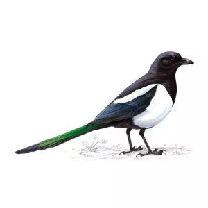 Magpie