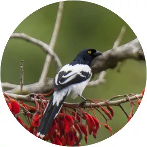 Magpie tanager
