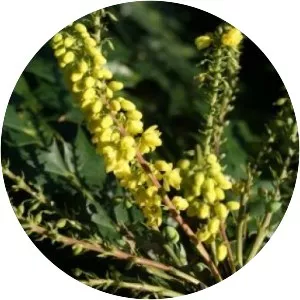 Mahonia × media