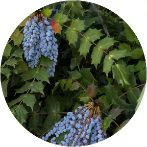 Mahonia