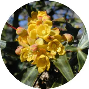 Mahonia trifoliolata
