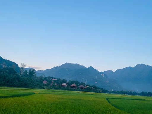 Mai chau rice fields