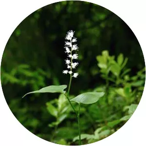 Maianthemum bifolium - Plants