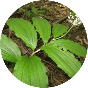 Maianthemum japonicum - 