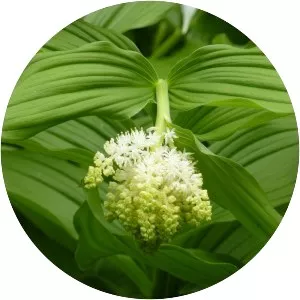 Maianthemum