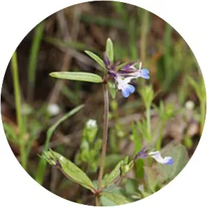 Maiden blue eyed mary - Plants