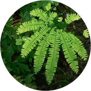 Maidenhair fern - Plants